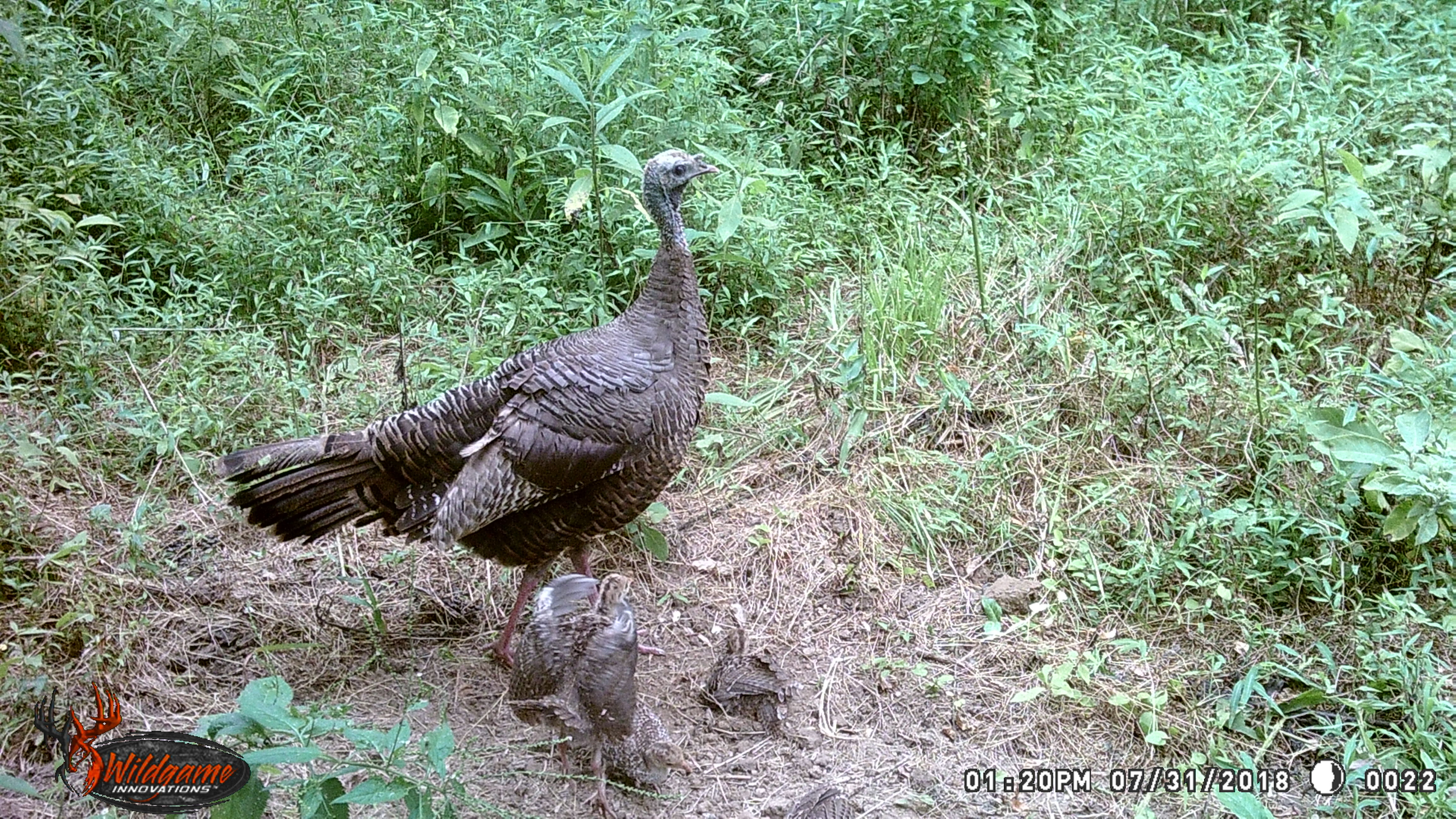 Hen turkey with young