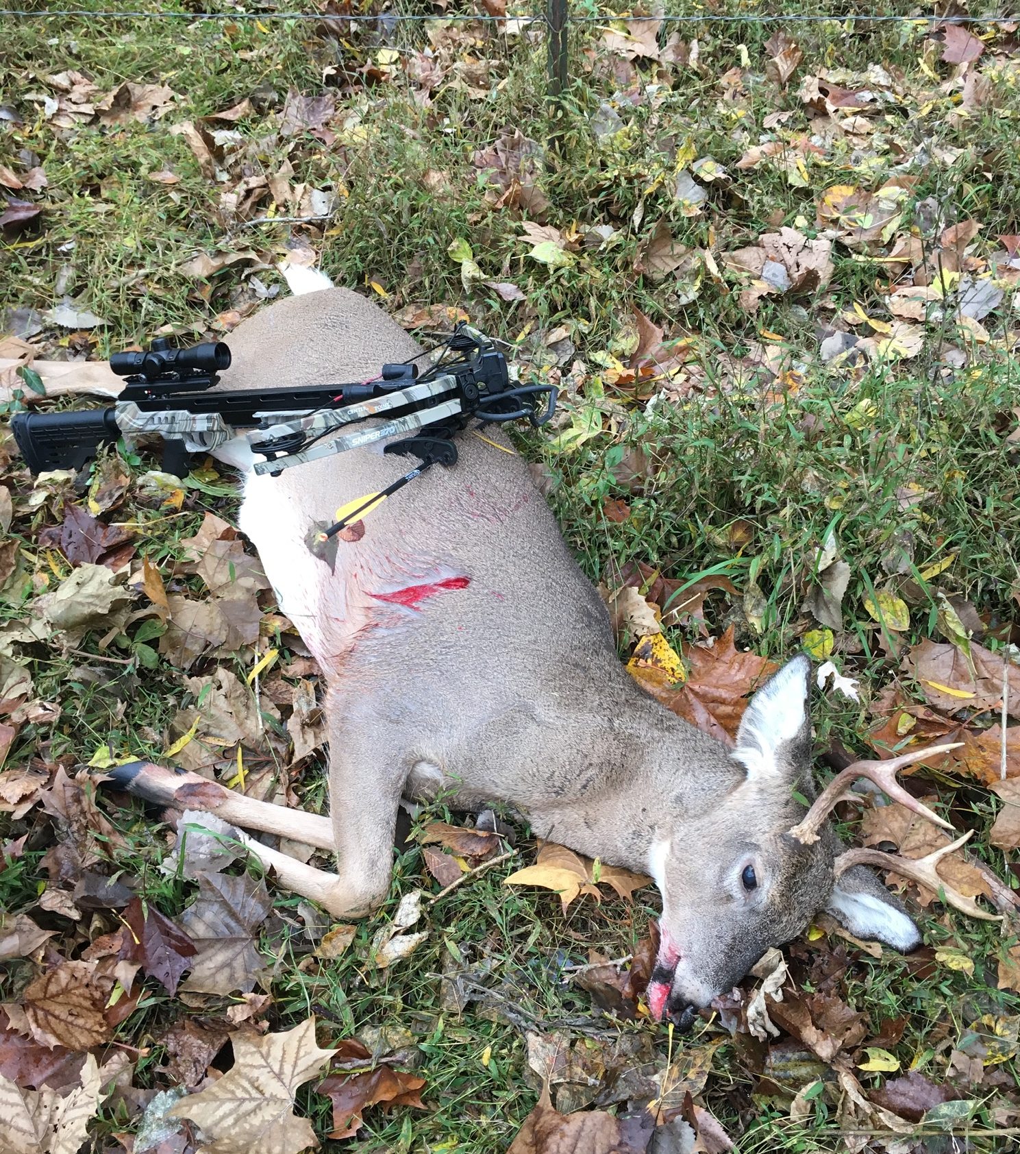 Small buck with crossbow