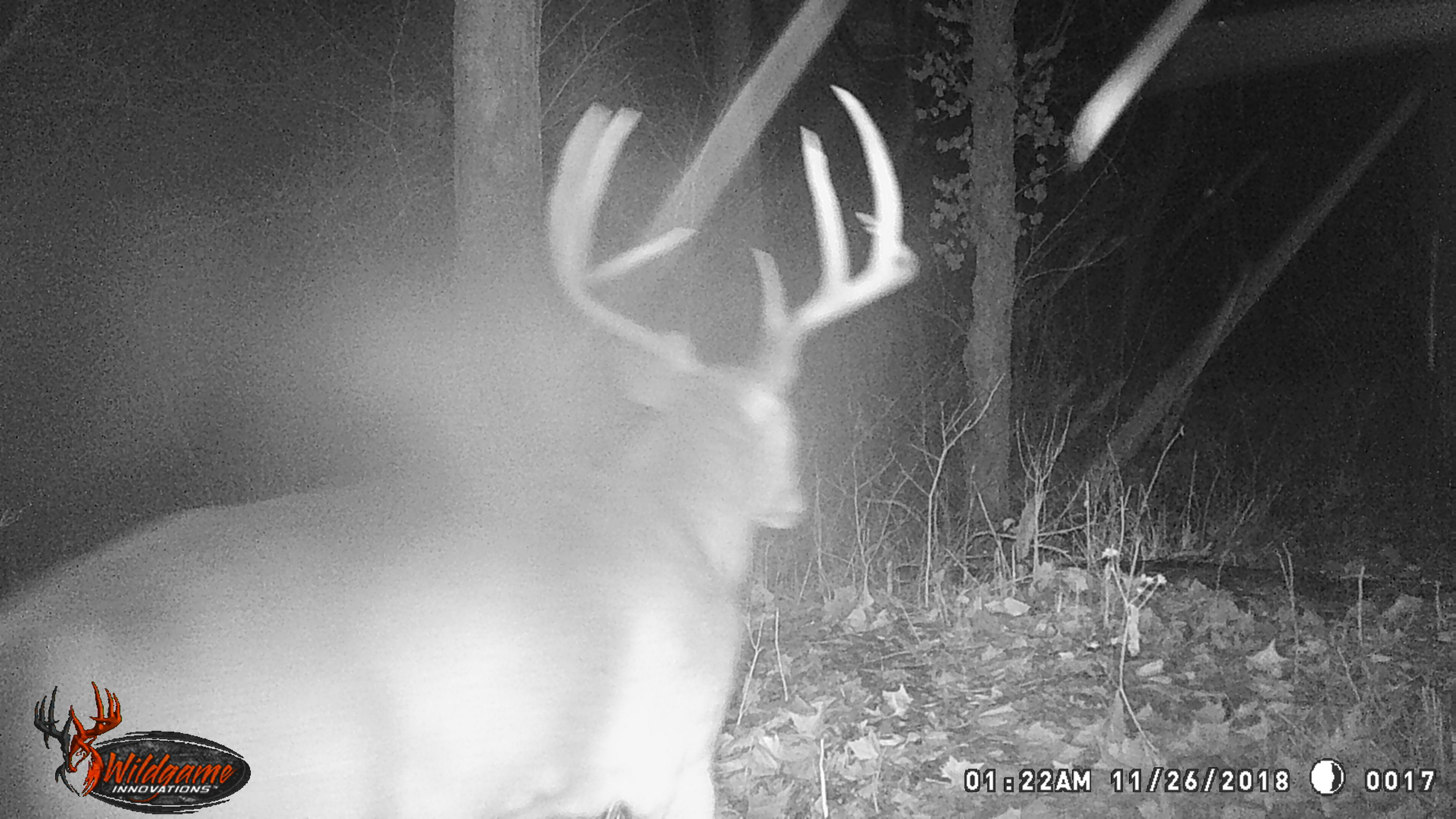 Giant whitetail buck on game camera