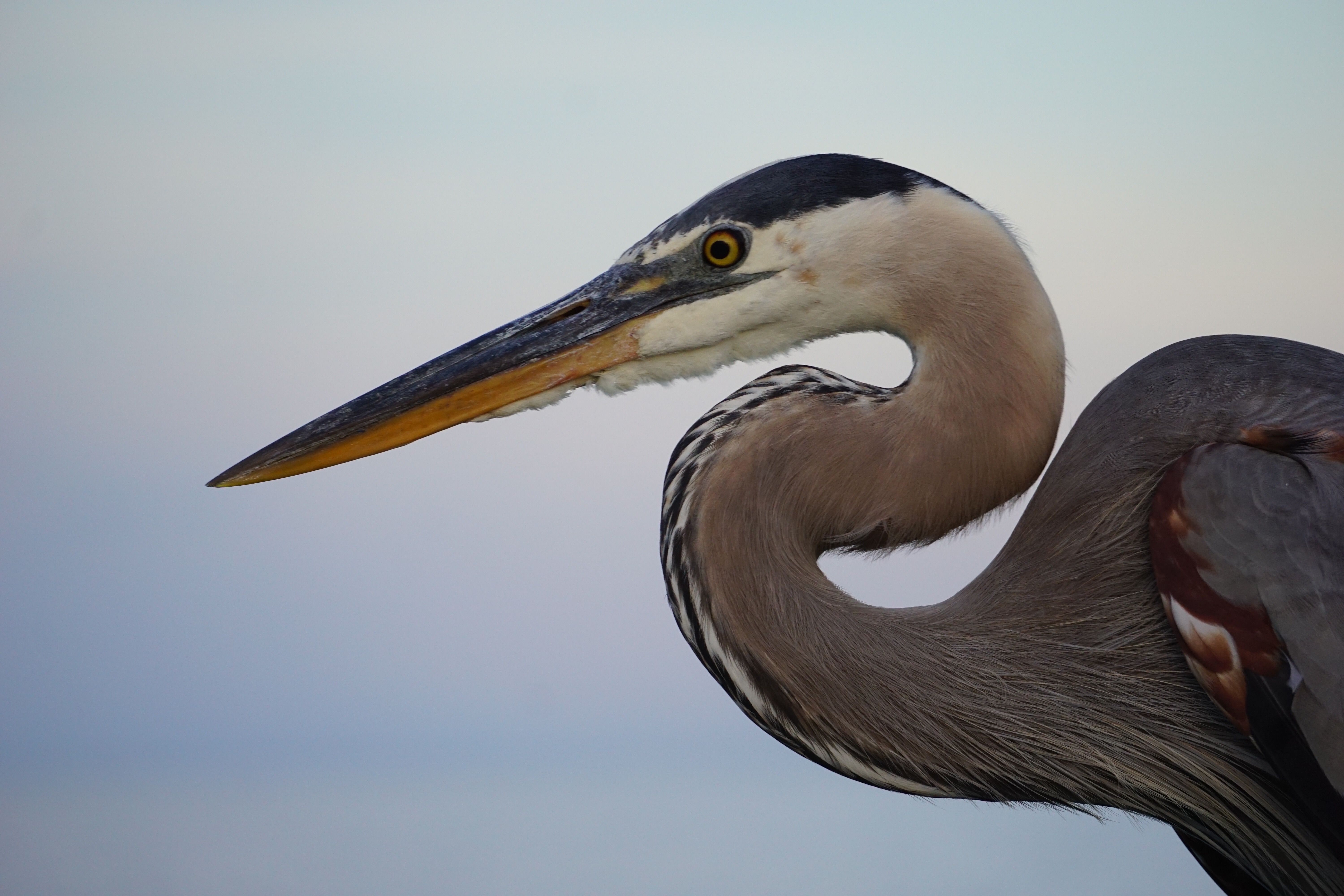 Close up view of neck/head Great Blue Heron