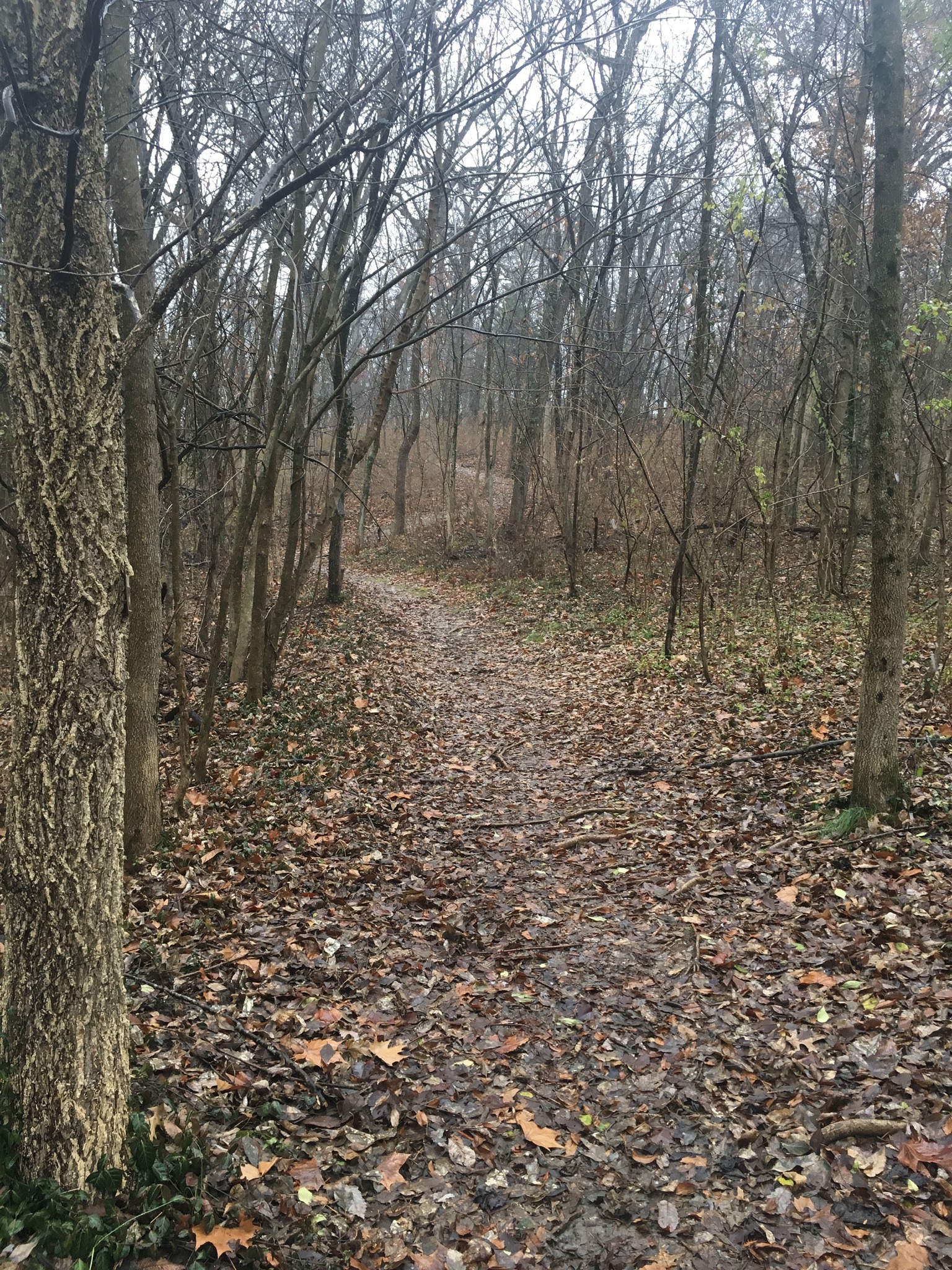 Trail through woods at Phantom Forest