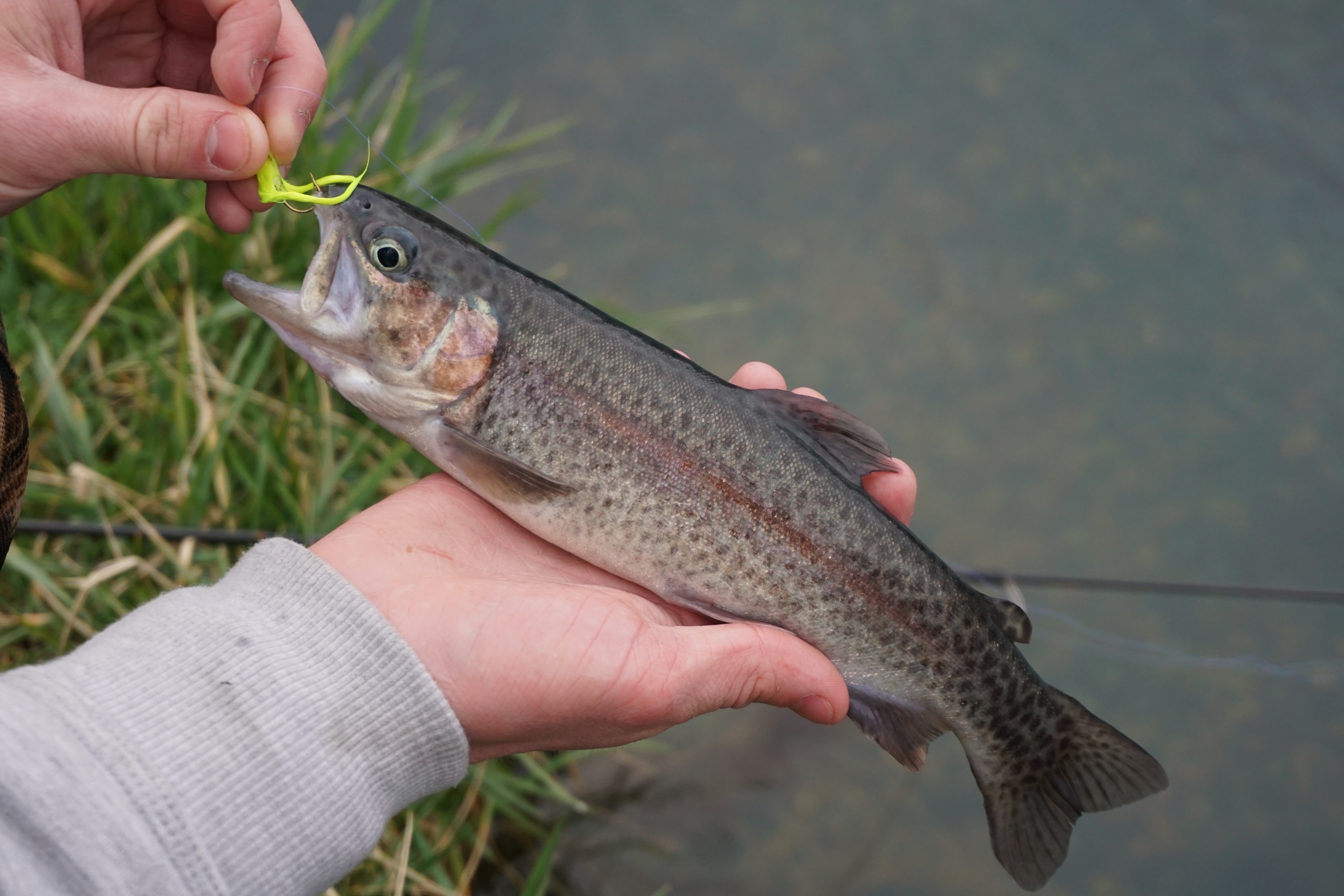 Pretty rainbow trout from Bennett Spring