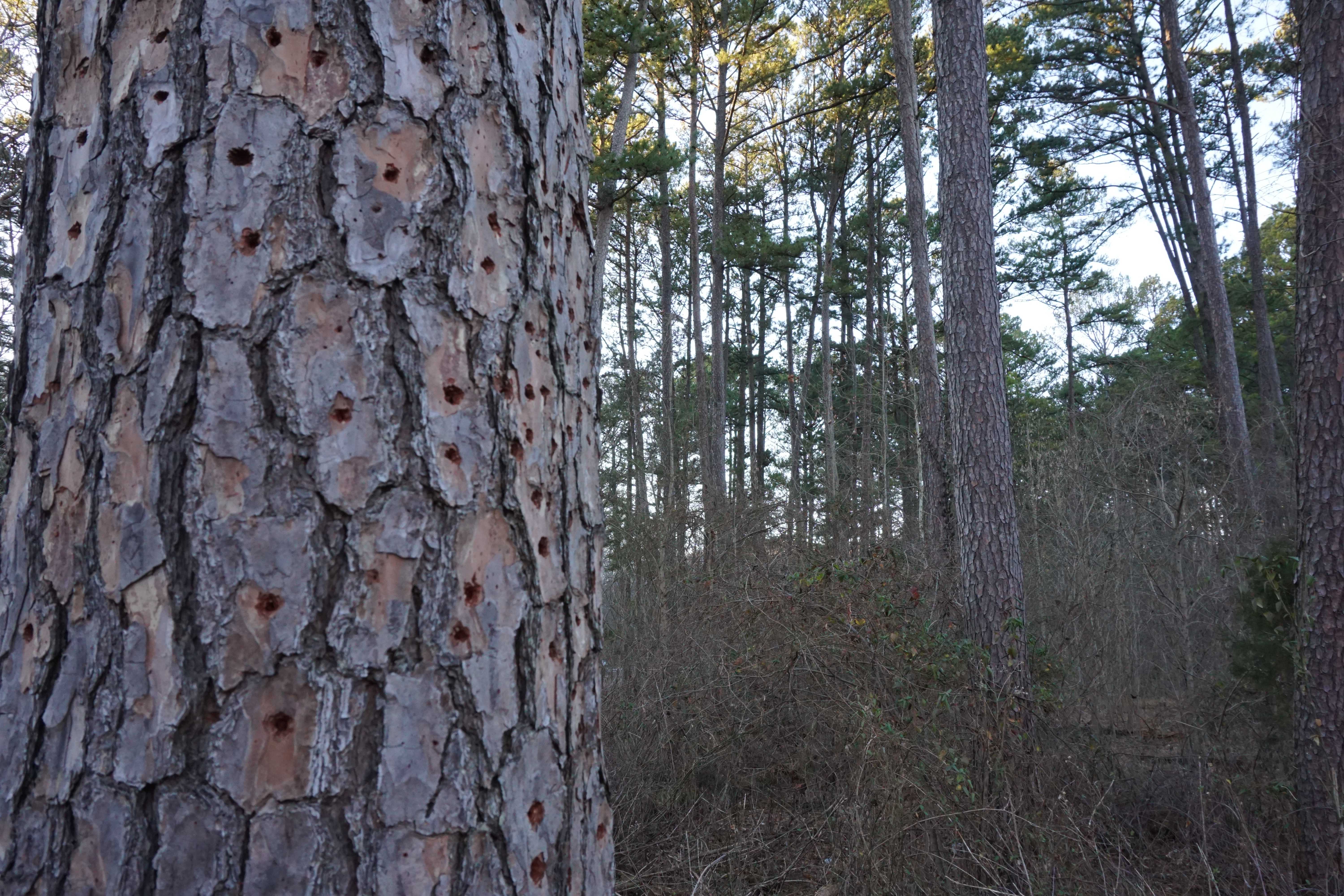 Shortleaf pine at turkey ridge trail