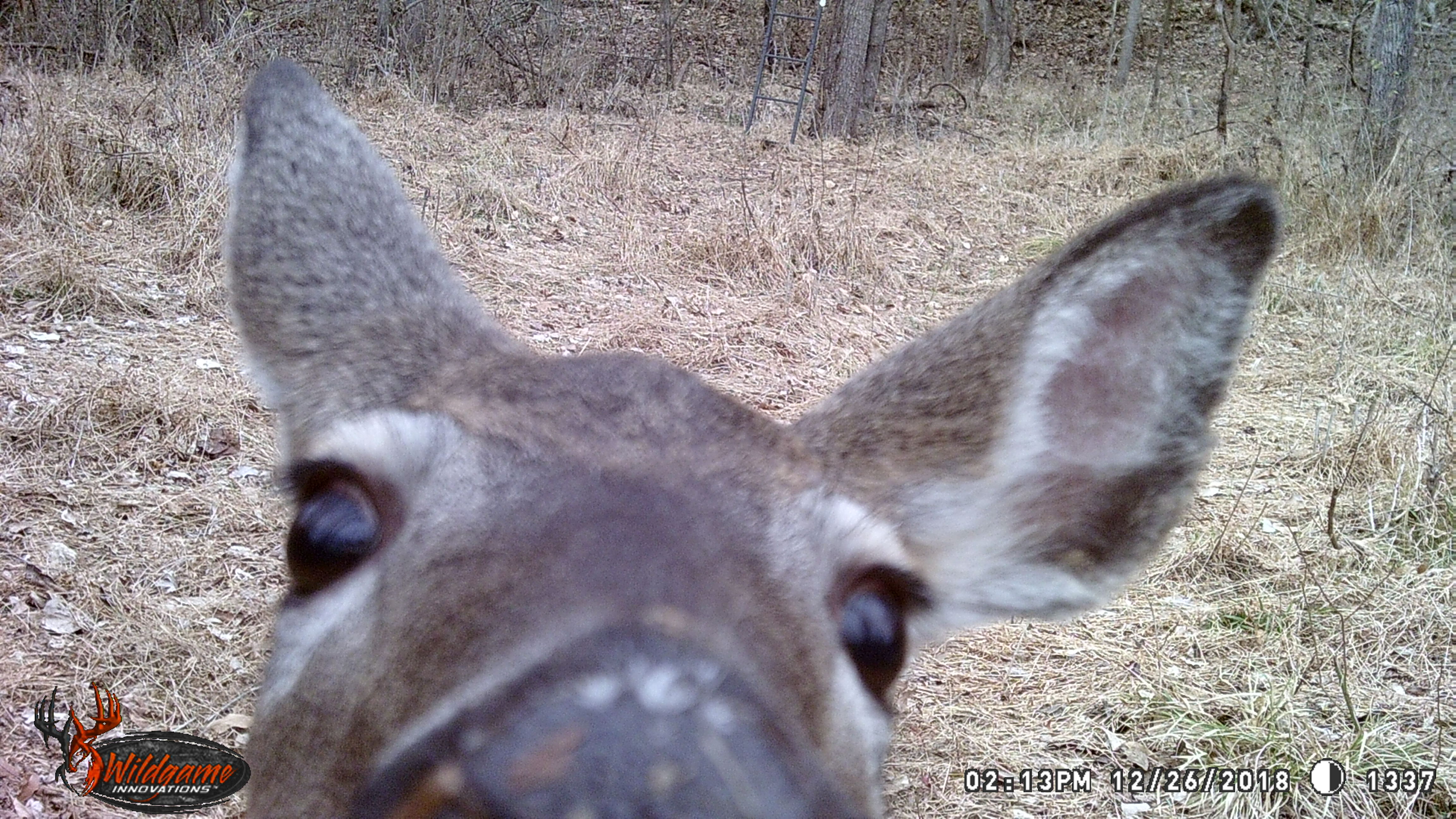 Deer smelling game camera
