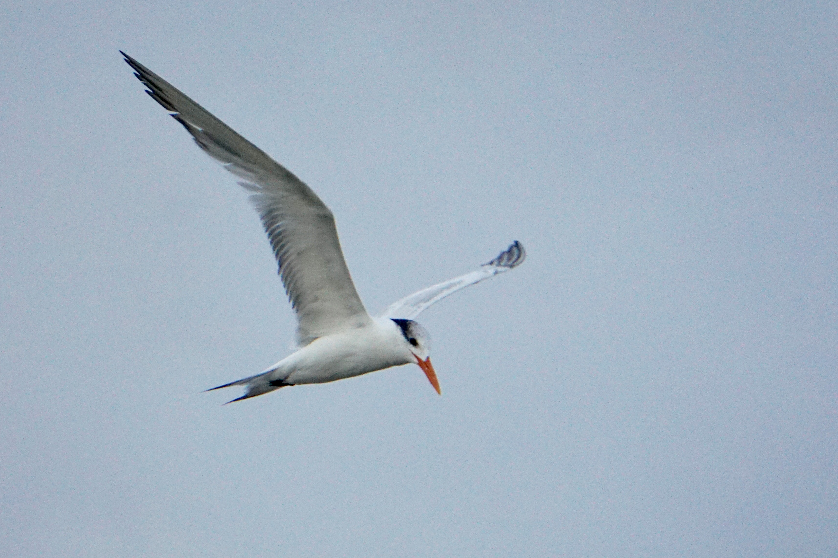 Royal Tern in flight St. Kitts