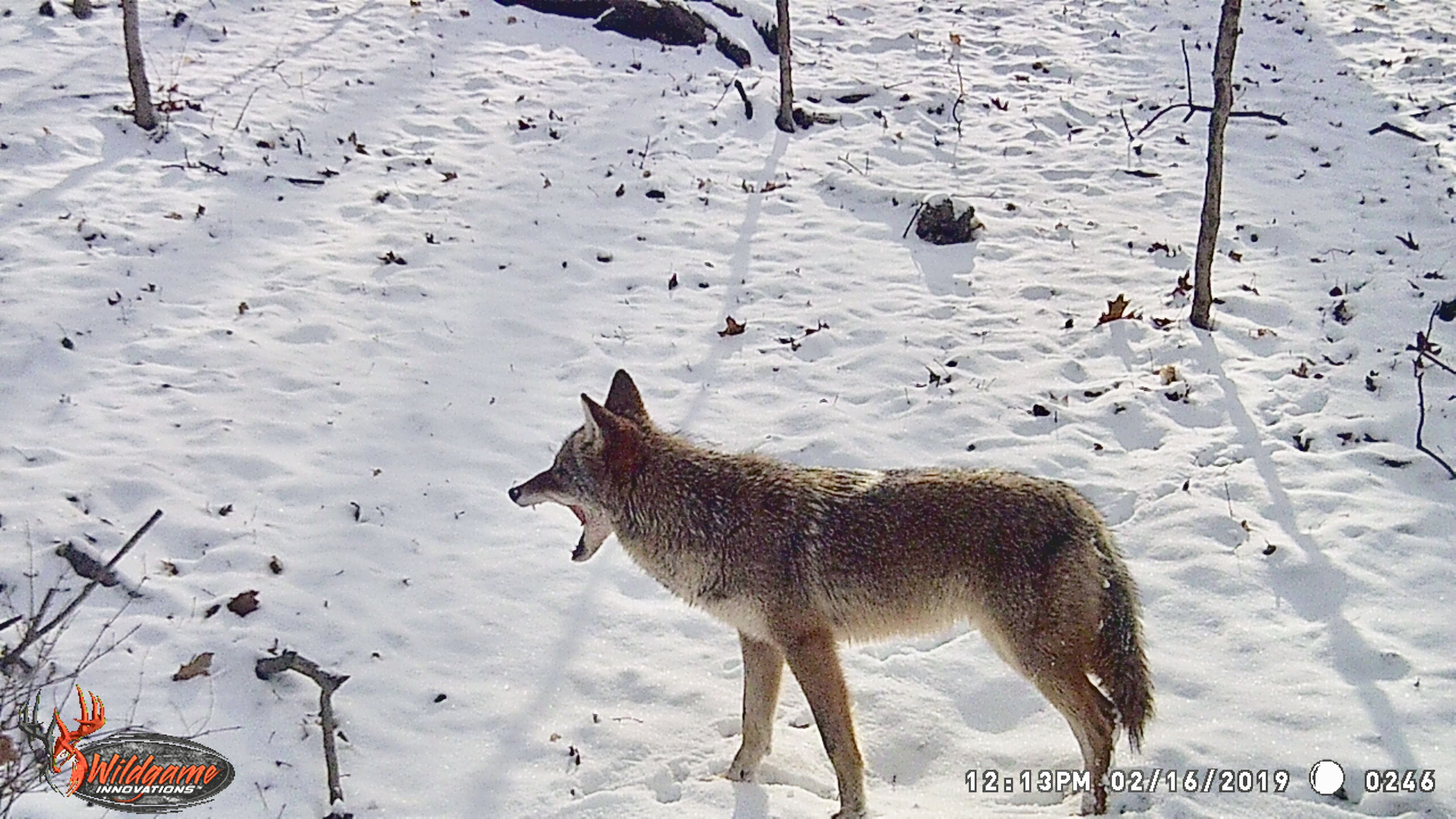 Yawning coyote of game camera