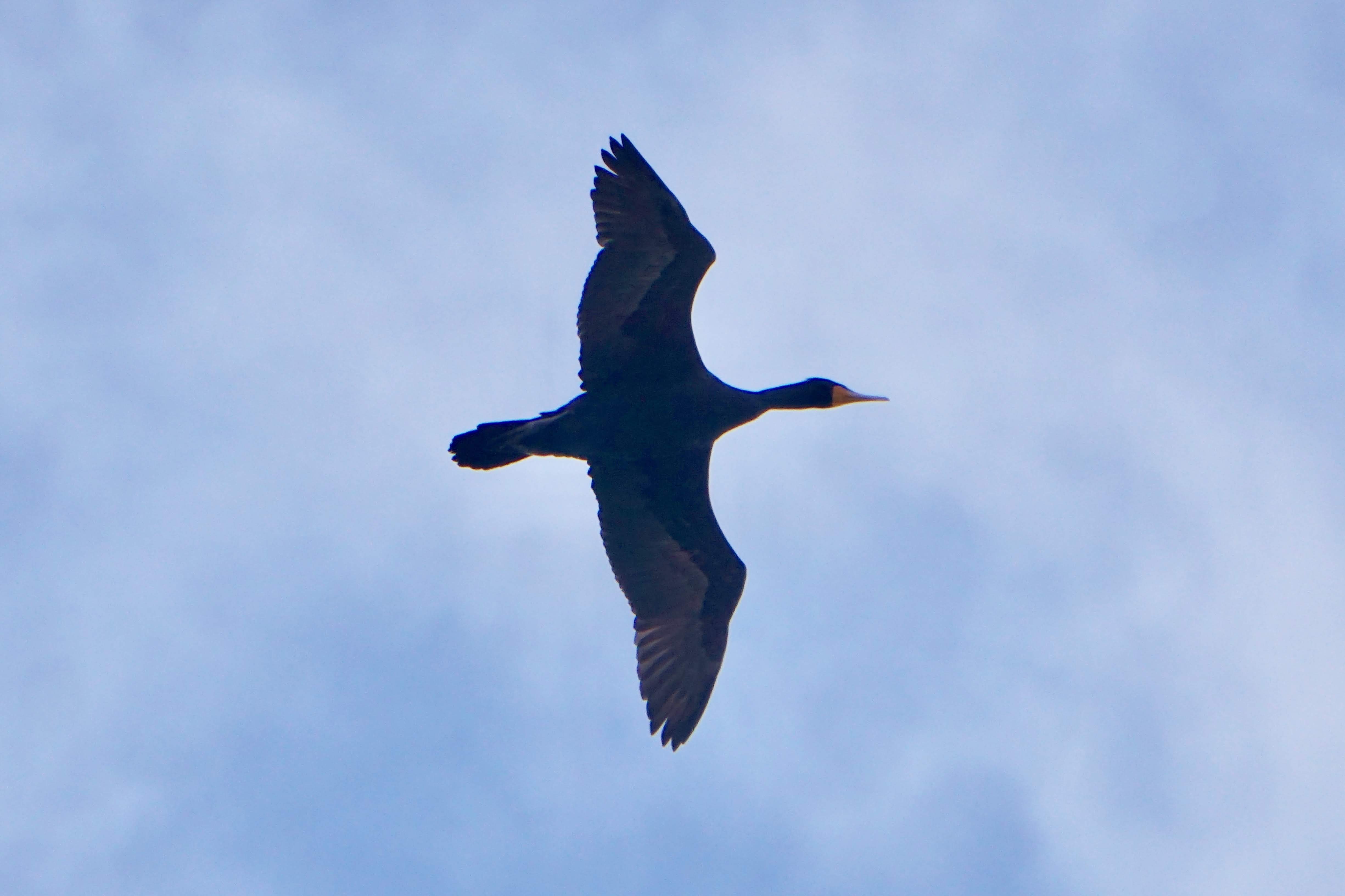 Double-crest cormorant in flight