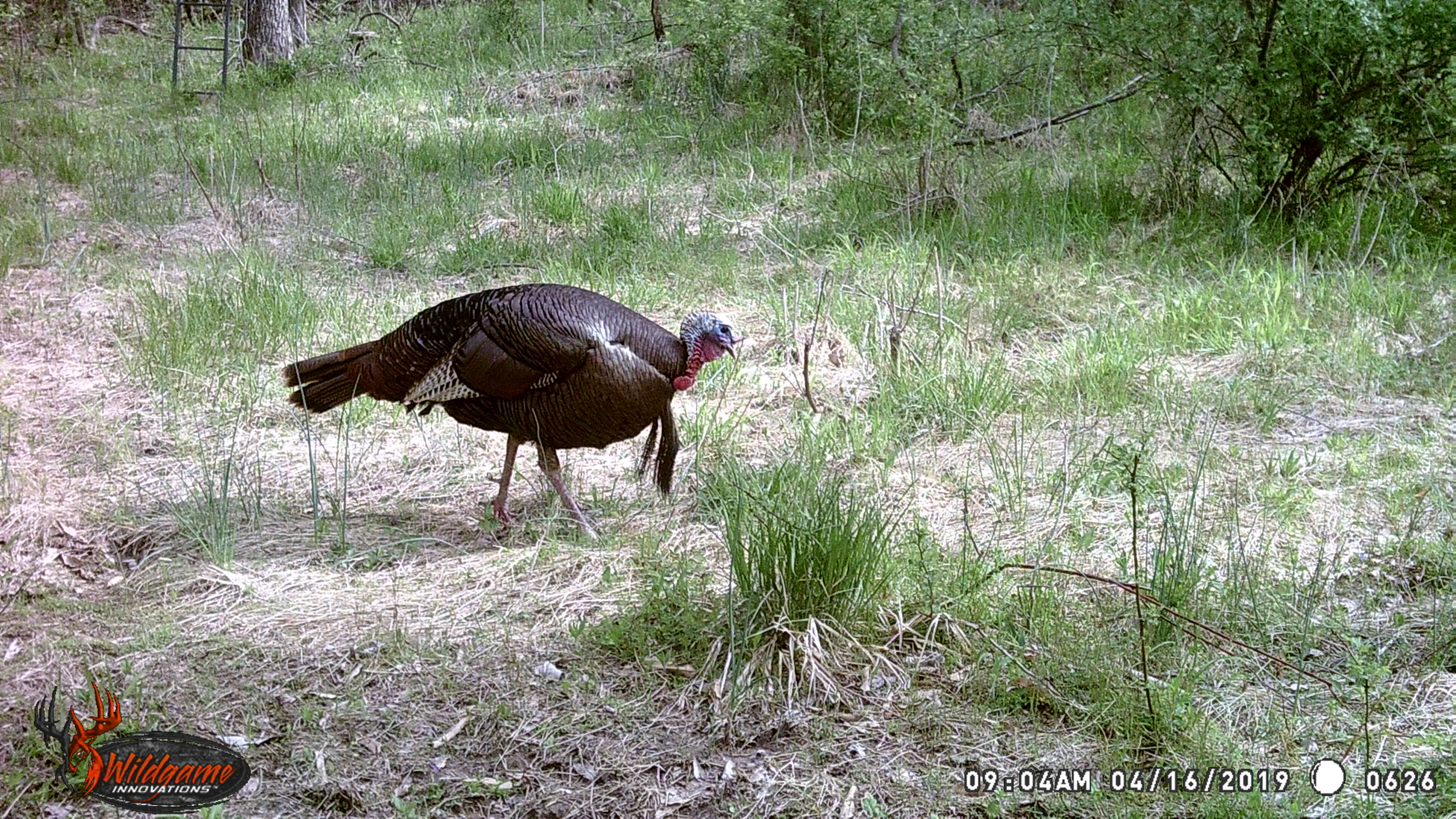 Wild turkey on game camera