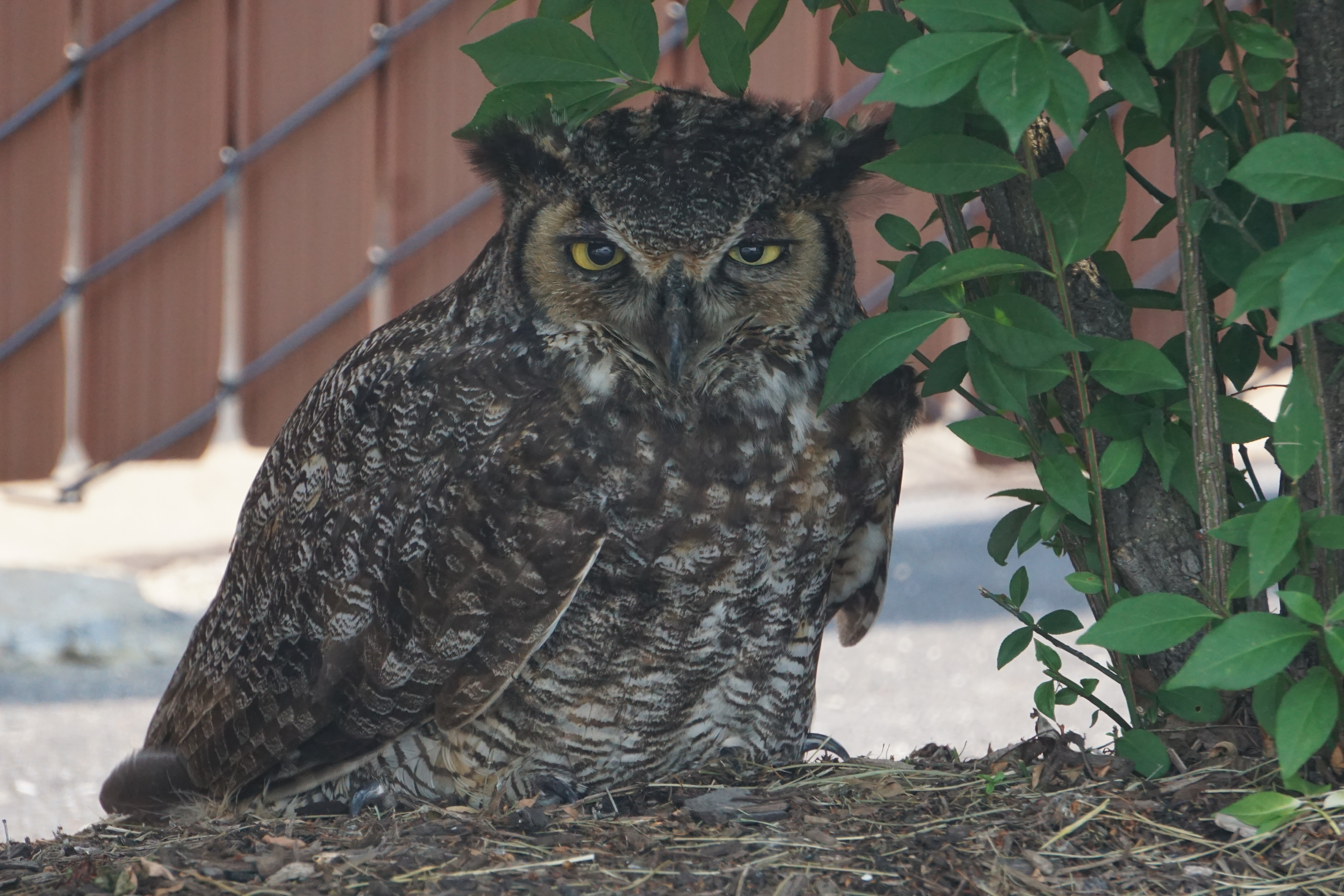 Great horned owl on ground