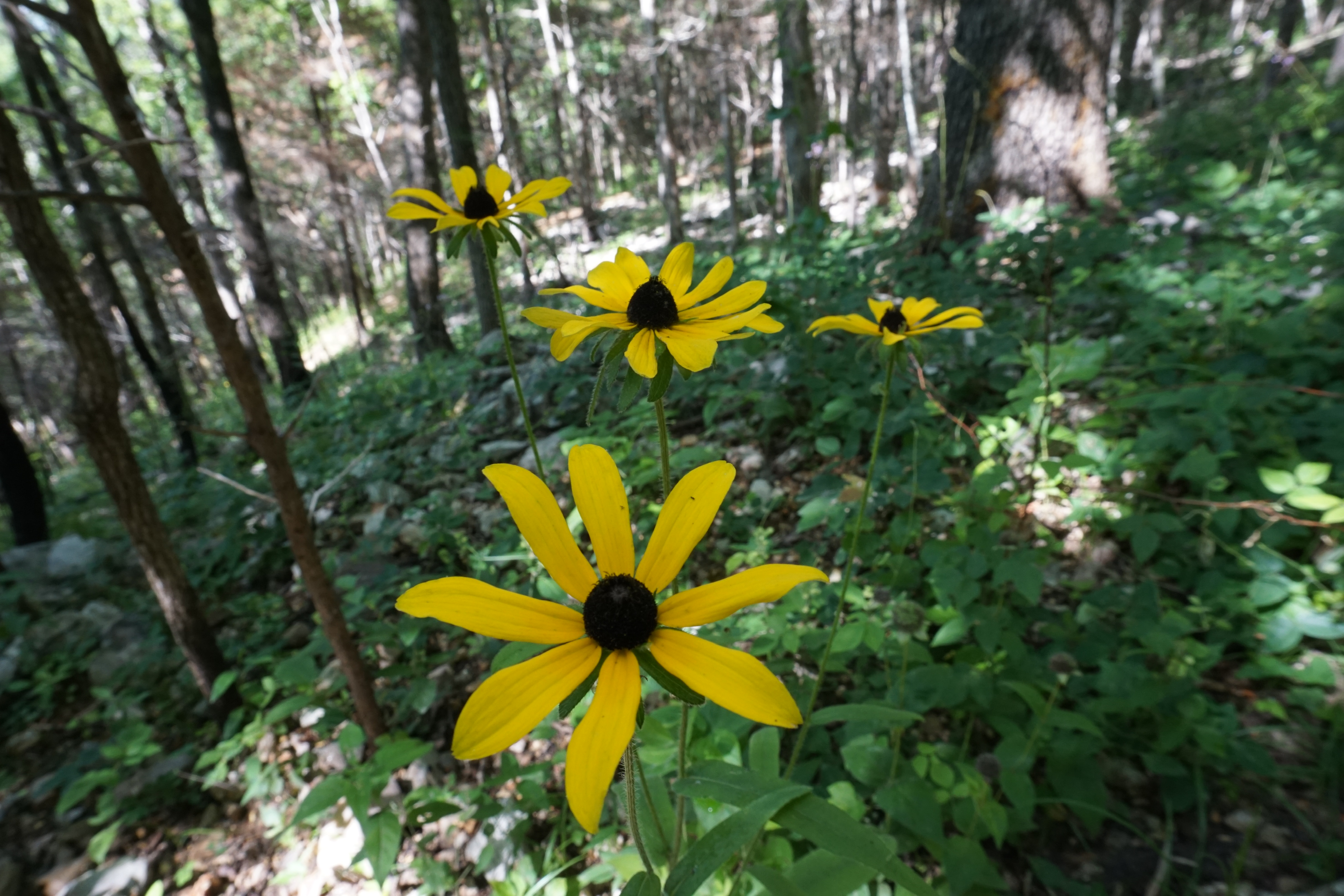 Woodland rudbeckia blooming in Echo Bluff State Park along Painter Ridge Trail.