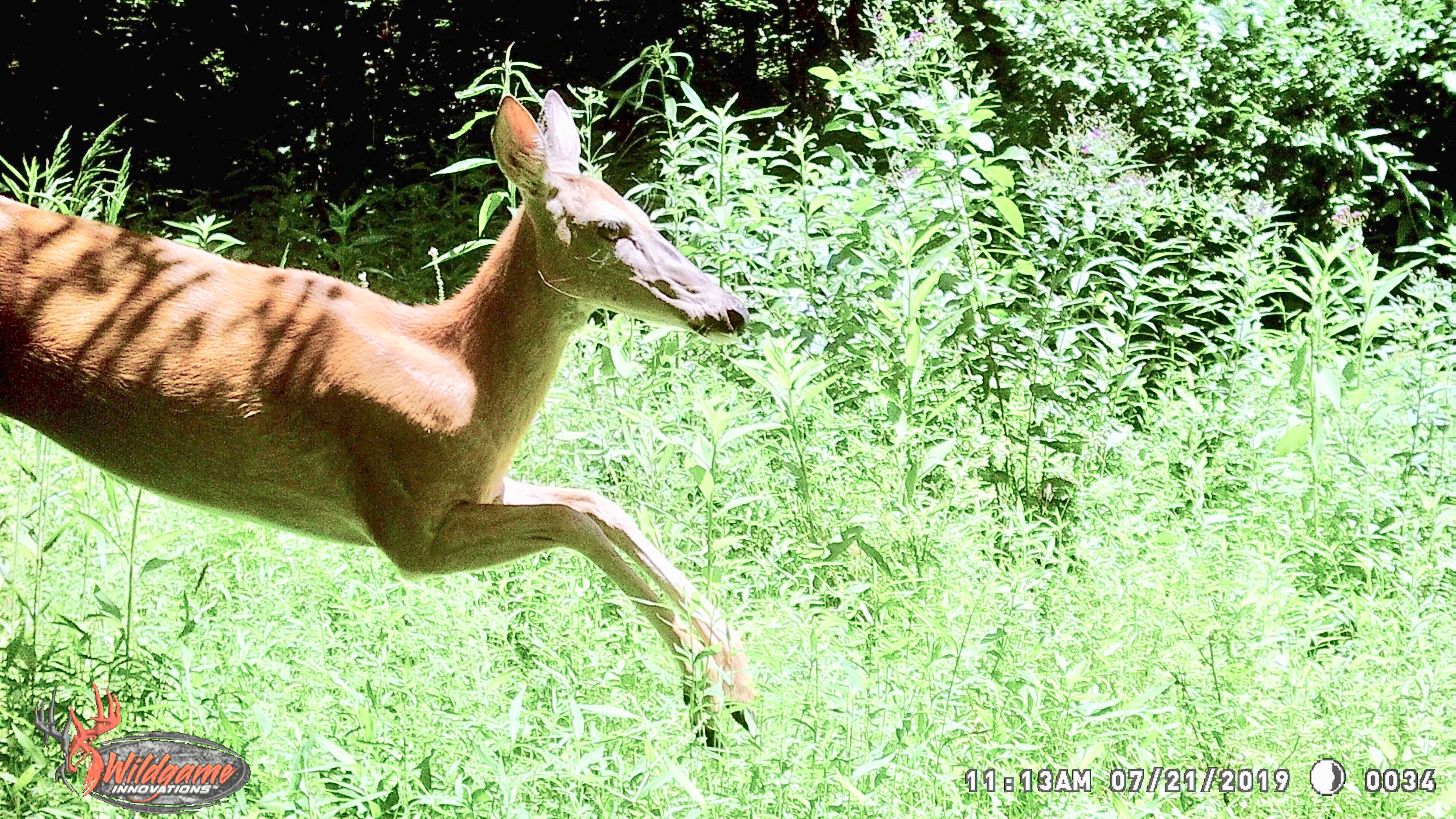 Whitetail deer running past game camera