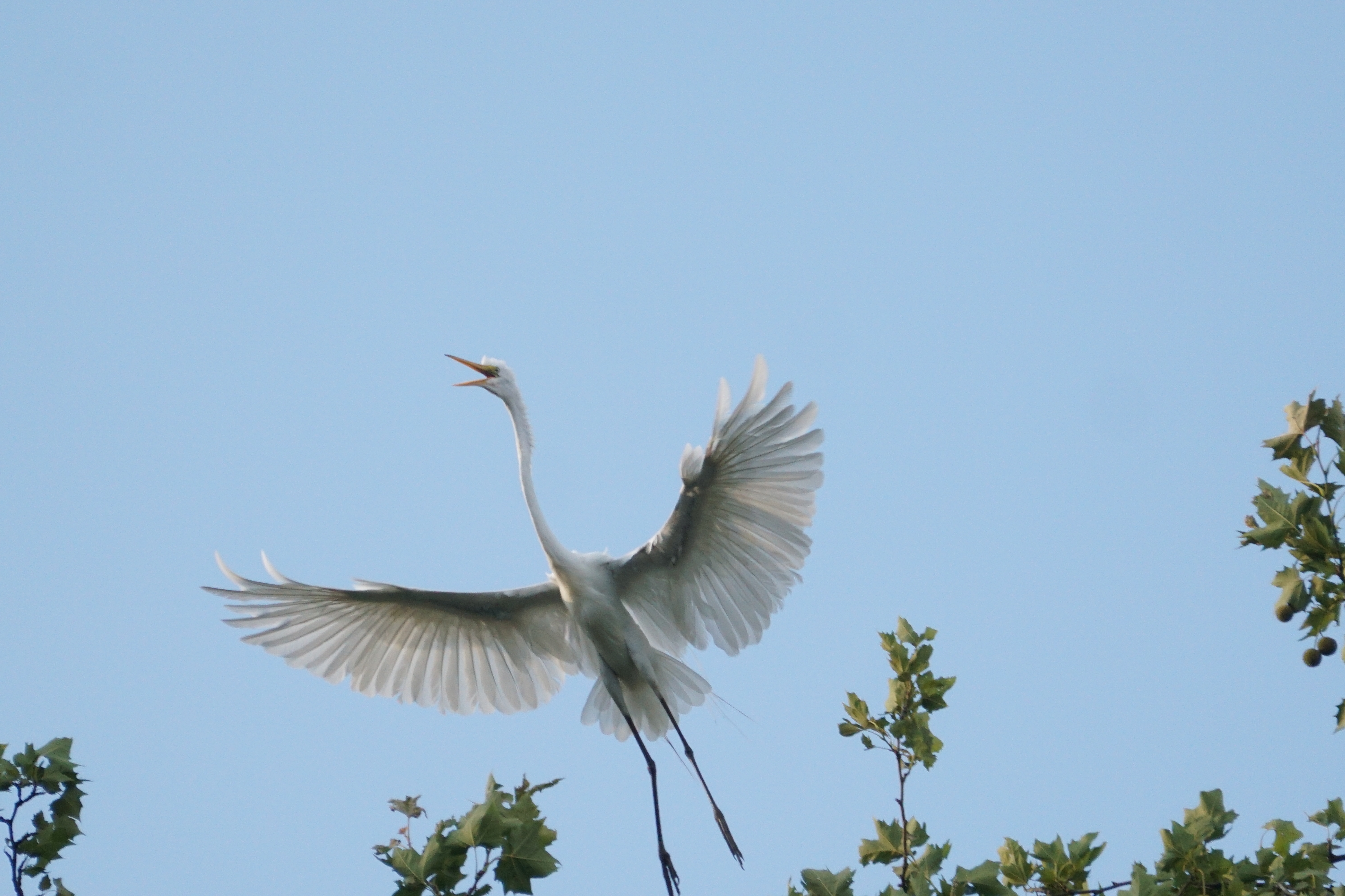 Great egret flying from rookery