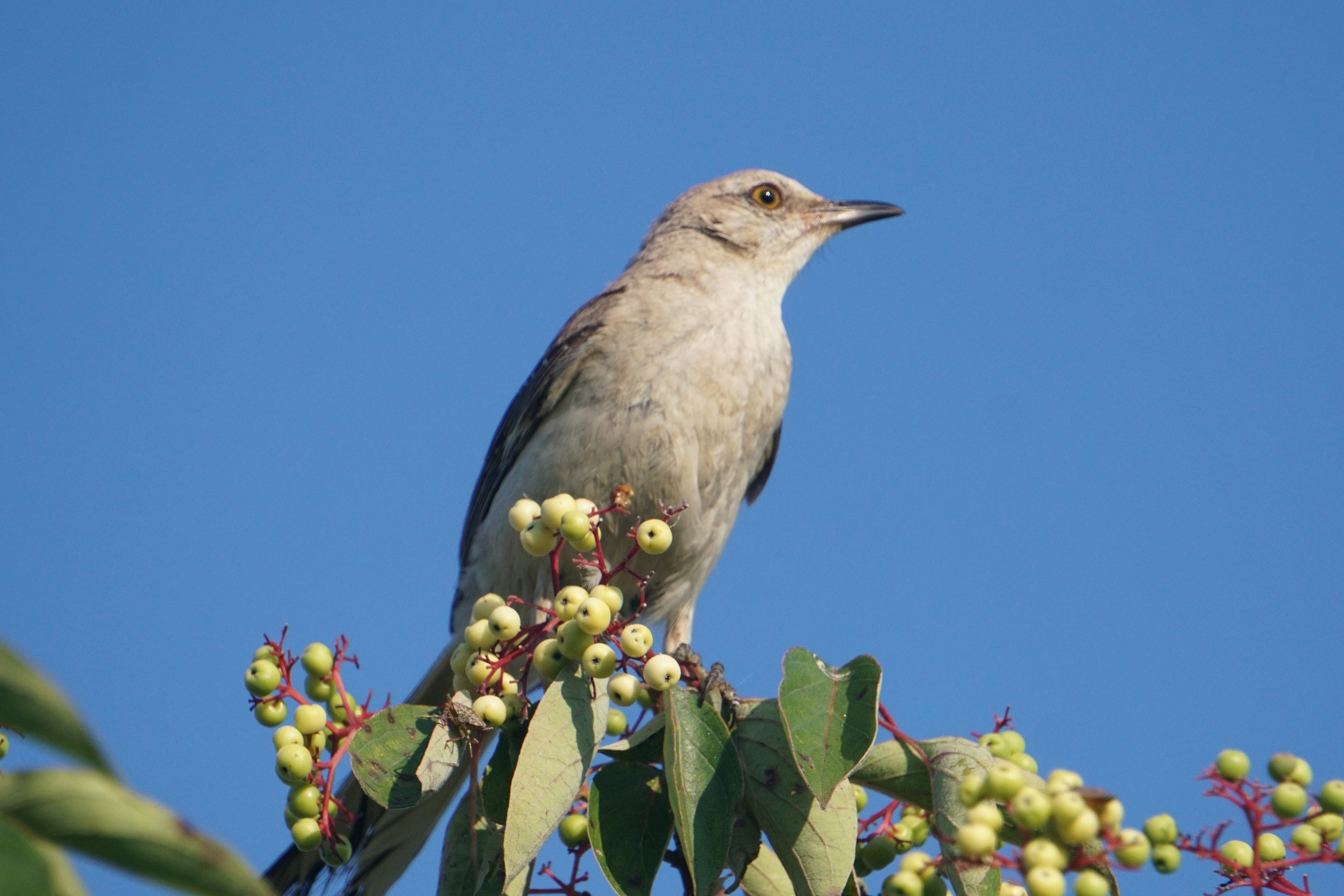 Northern mockingbird eating gray dogwood berries