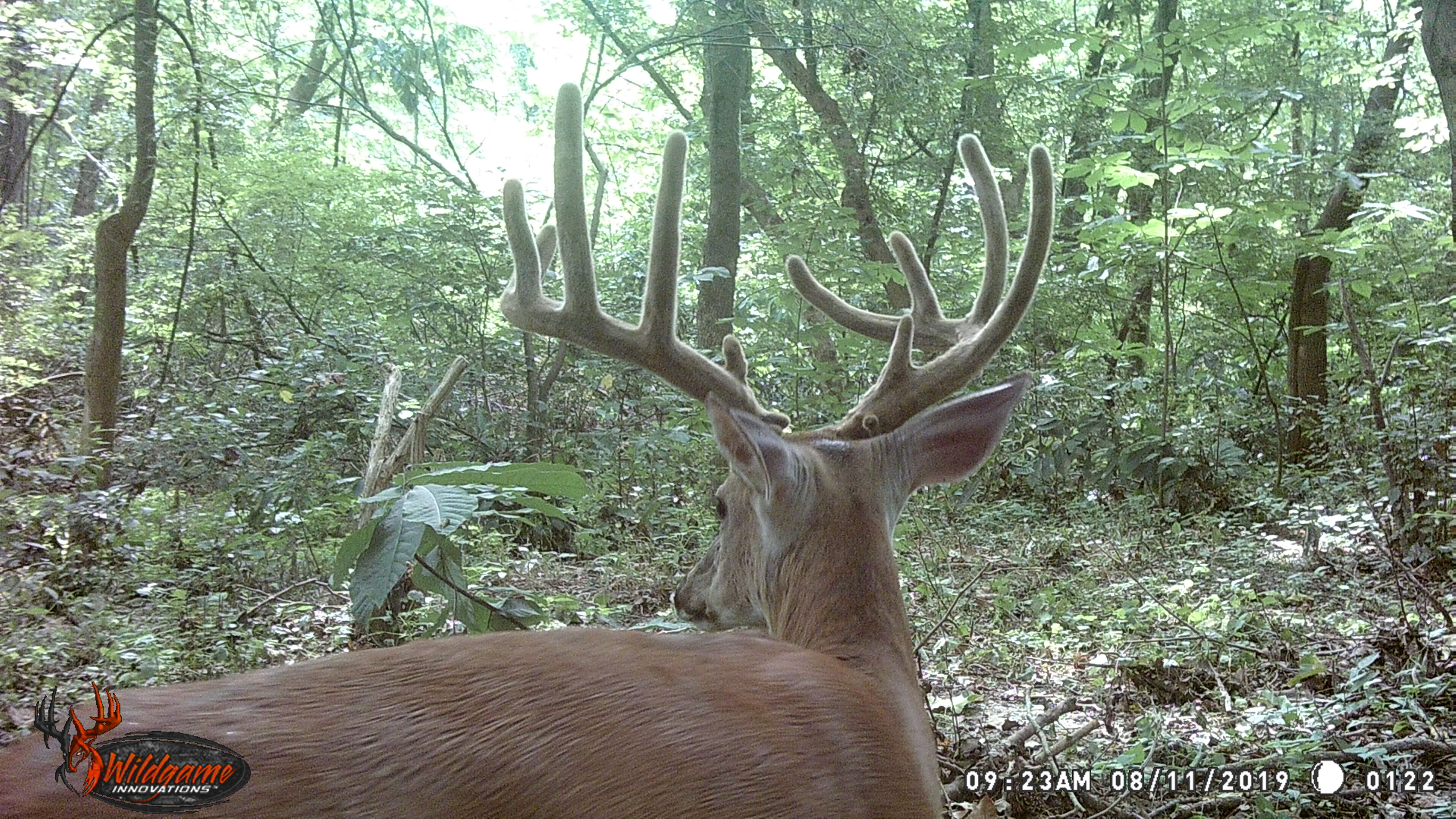 Large deer on game camera in Missouri