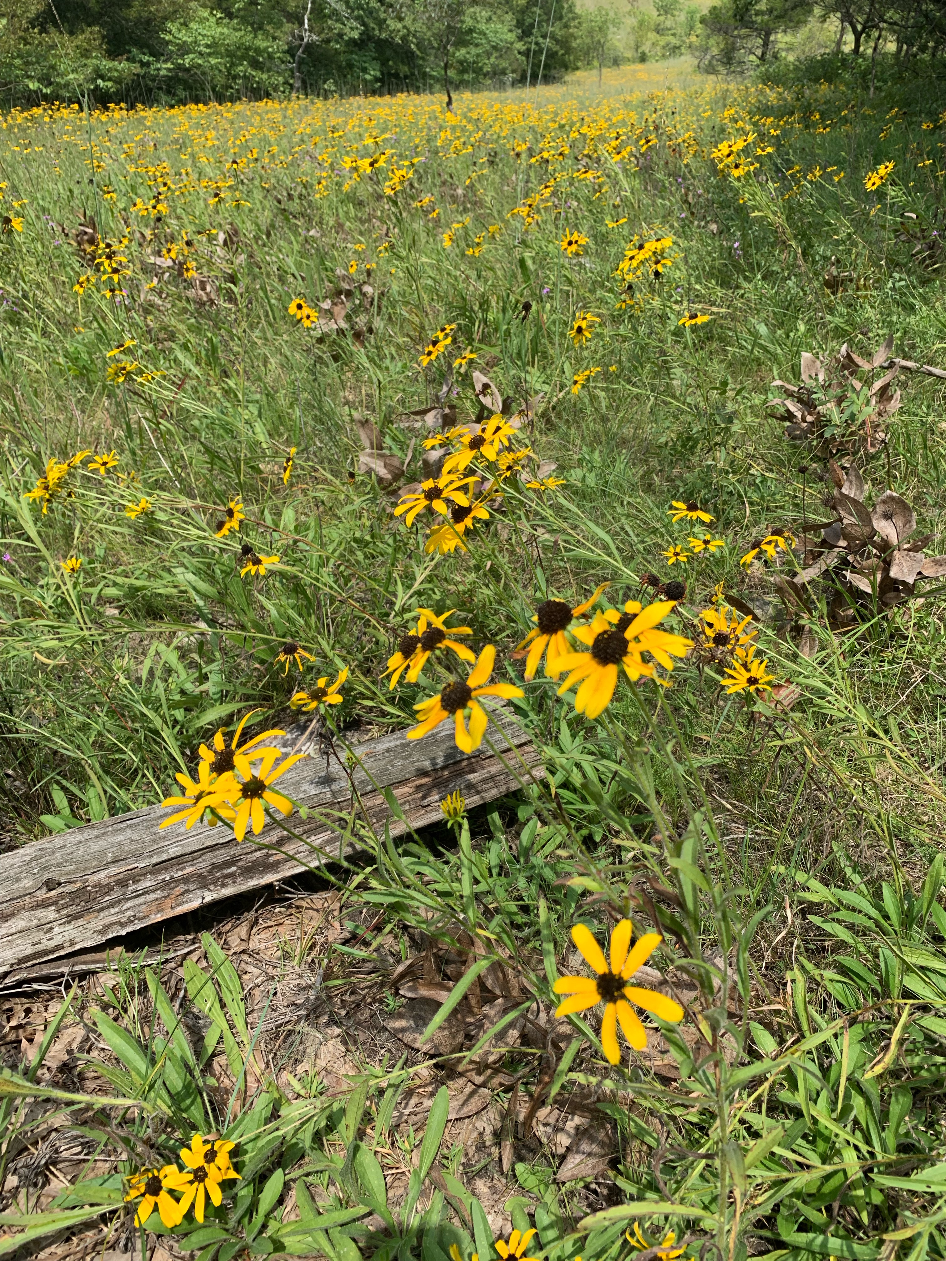 Rudbeckia in prairie behind wooden fence at Shaw Nature Reserve