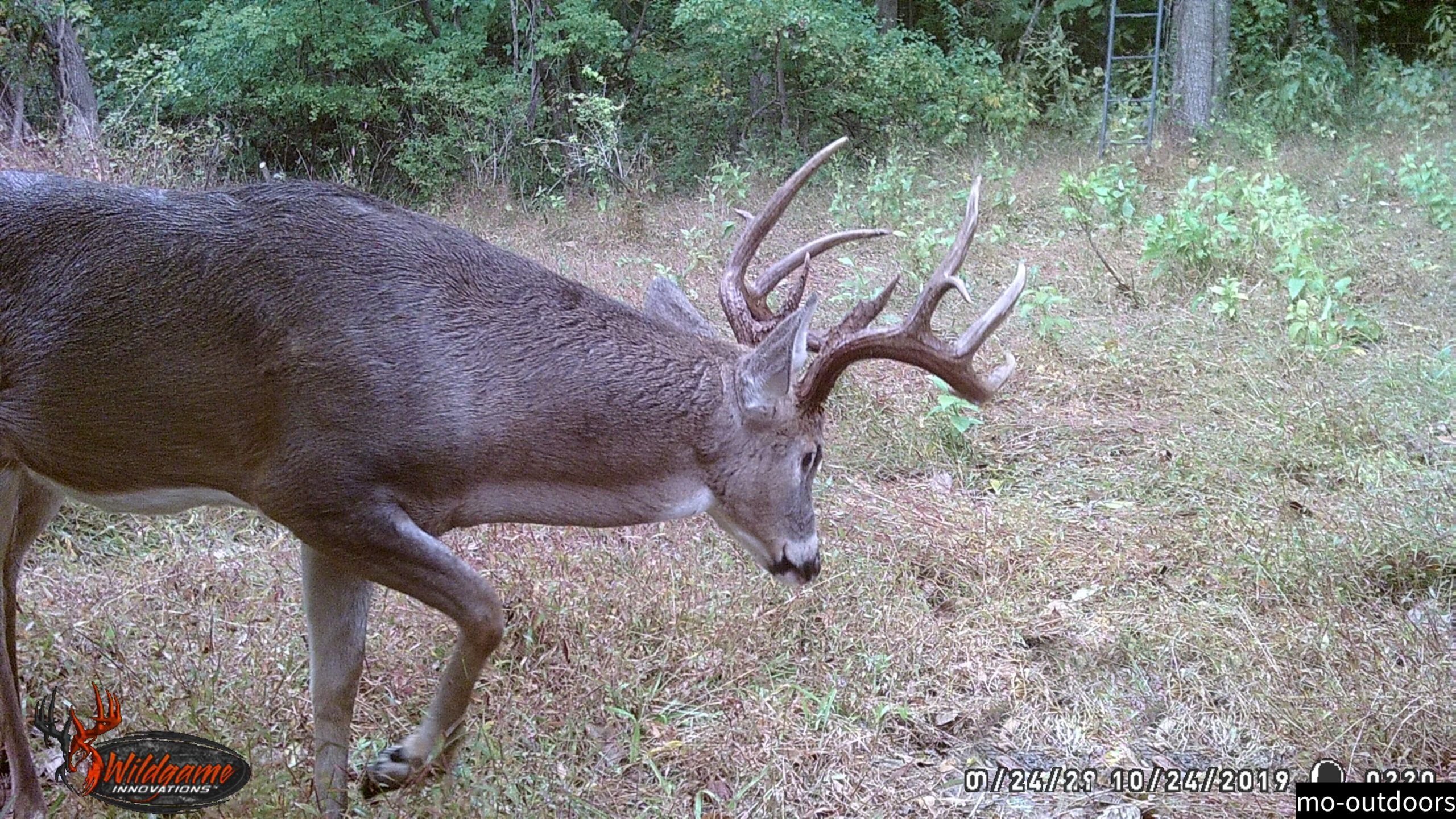 Spectacular whitetail buck with kickers