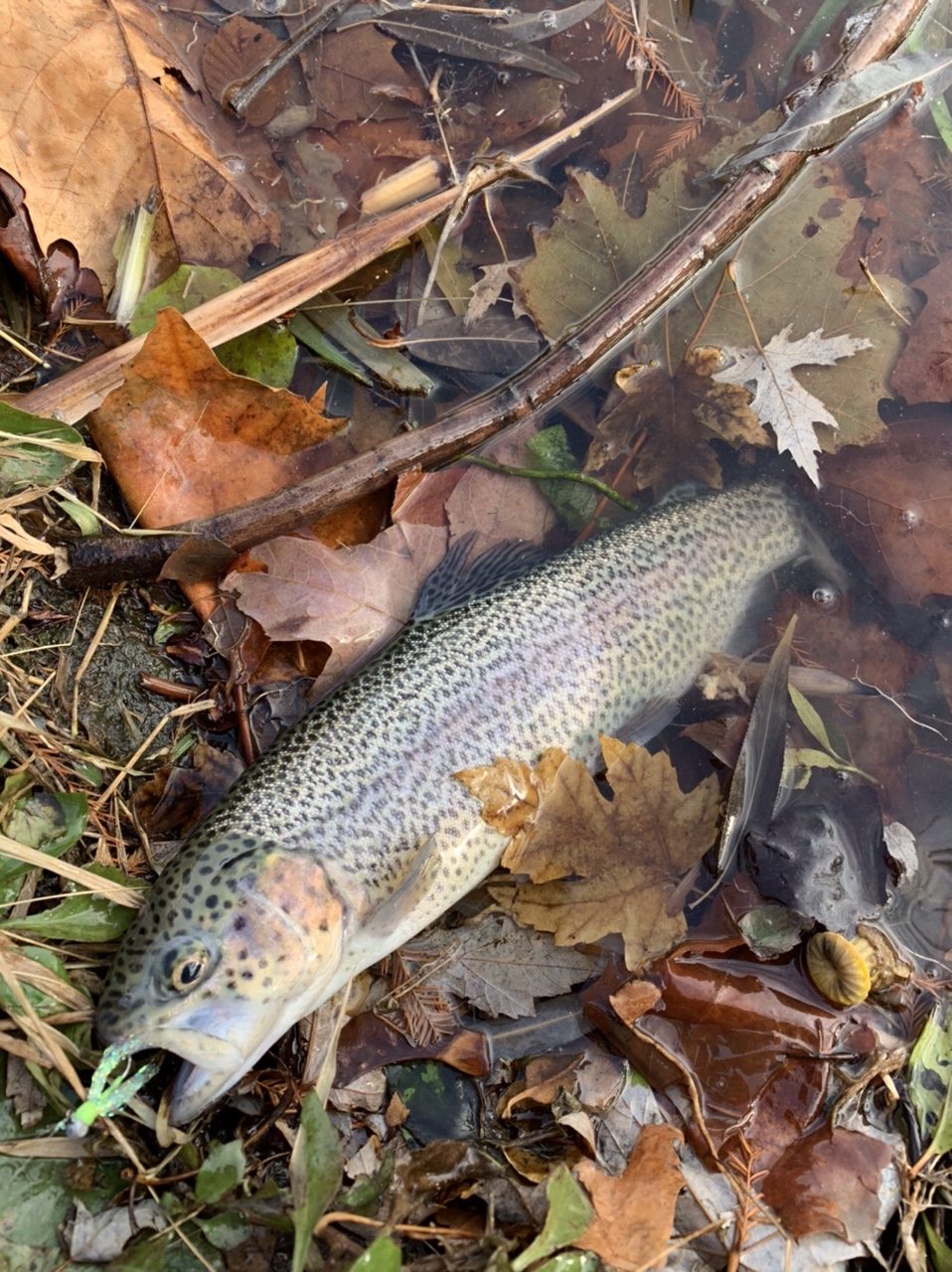St. Louis Winter Trout fishing - MO-Outdoors tips and tactics