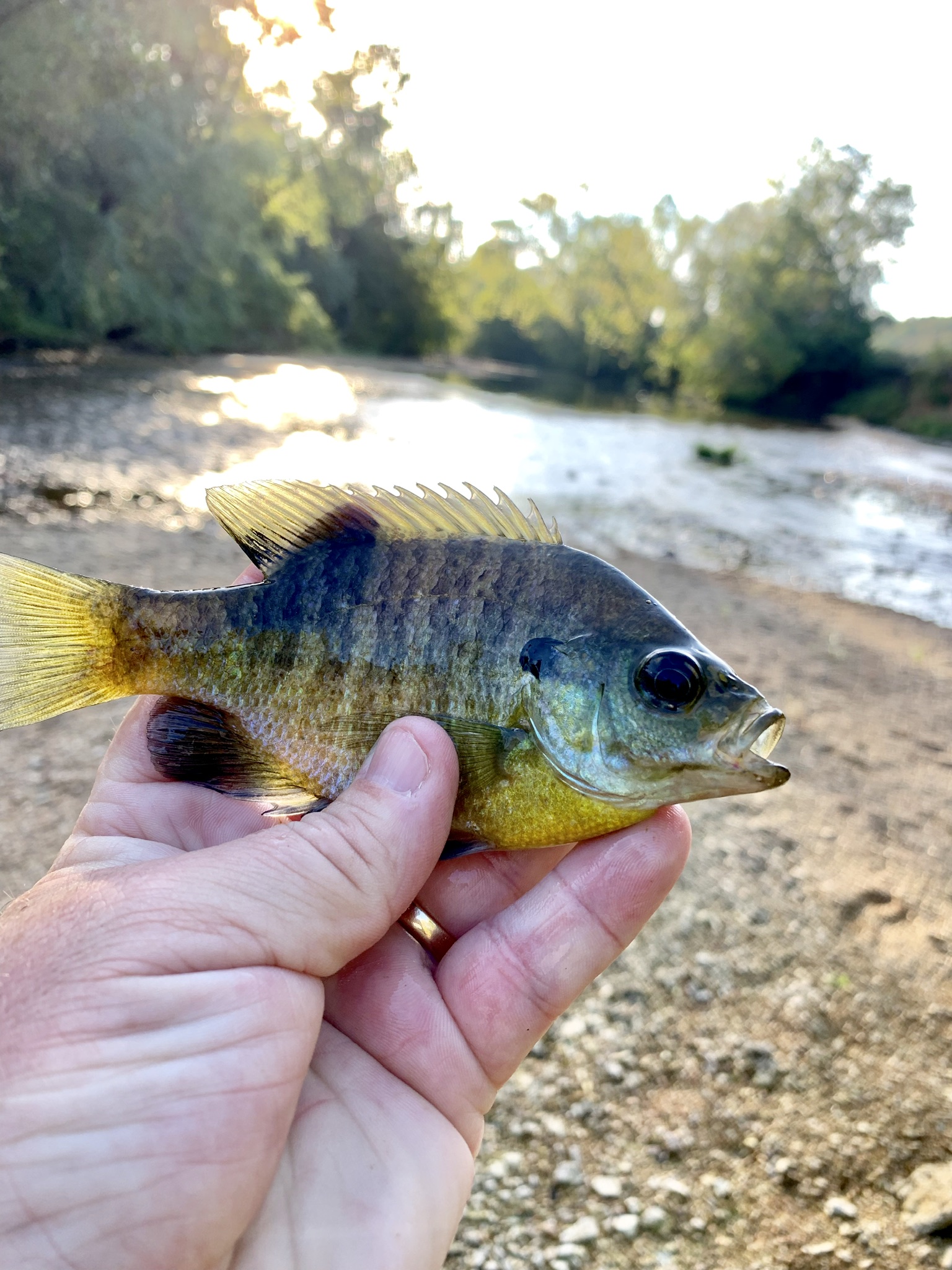 Small bluegill with Mineral Fork in background