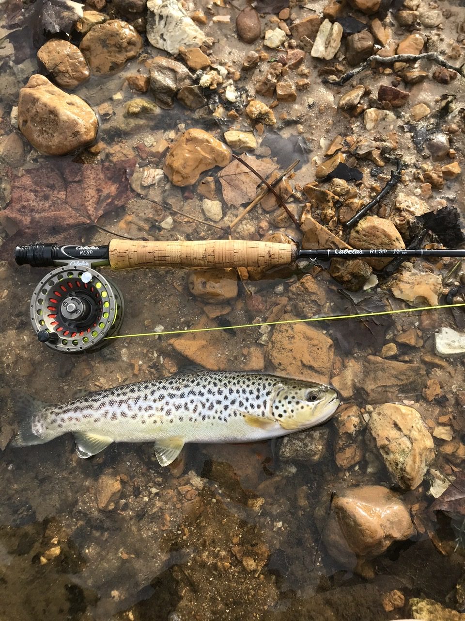 Brown trout on gravel in Meramec River next to Cabelas fly rod