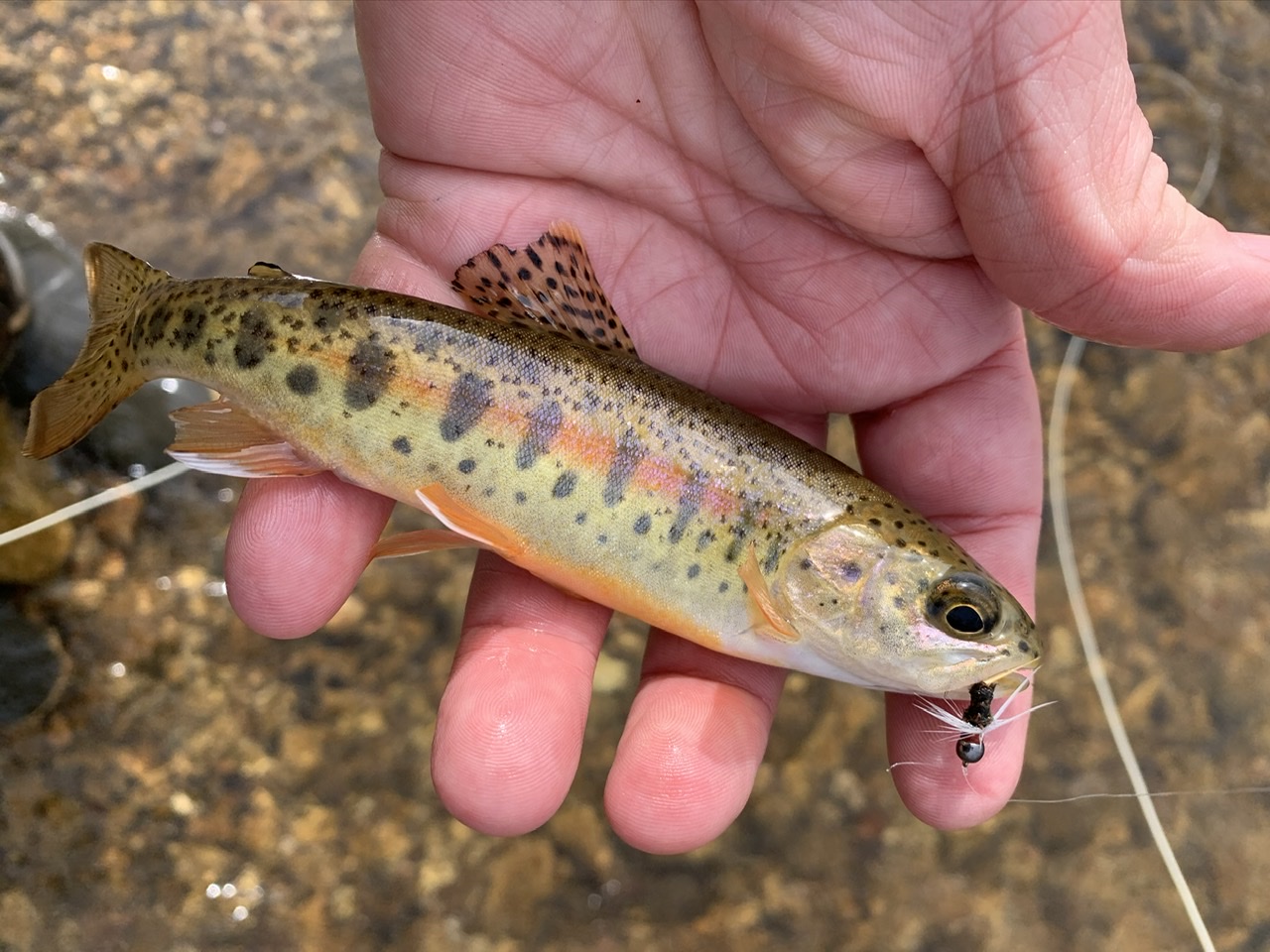 Brilliantly colored wild Missouri rainbow trout caught on fly