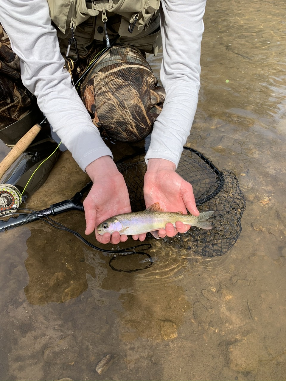 Missouri Blue Ribbon Trout Slam - Little Piney Creek - MO-Outdoors