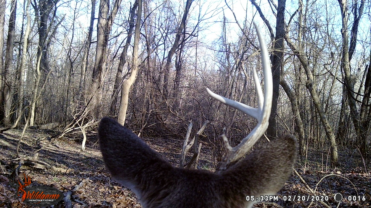 One antlered buck on game camera close up