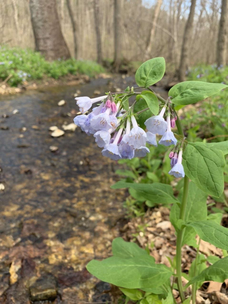Virginia bluebell blooming alongside creek near Rock Hollow trail in Wildwood, MO