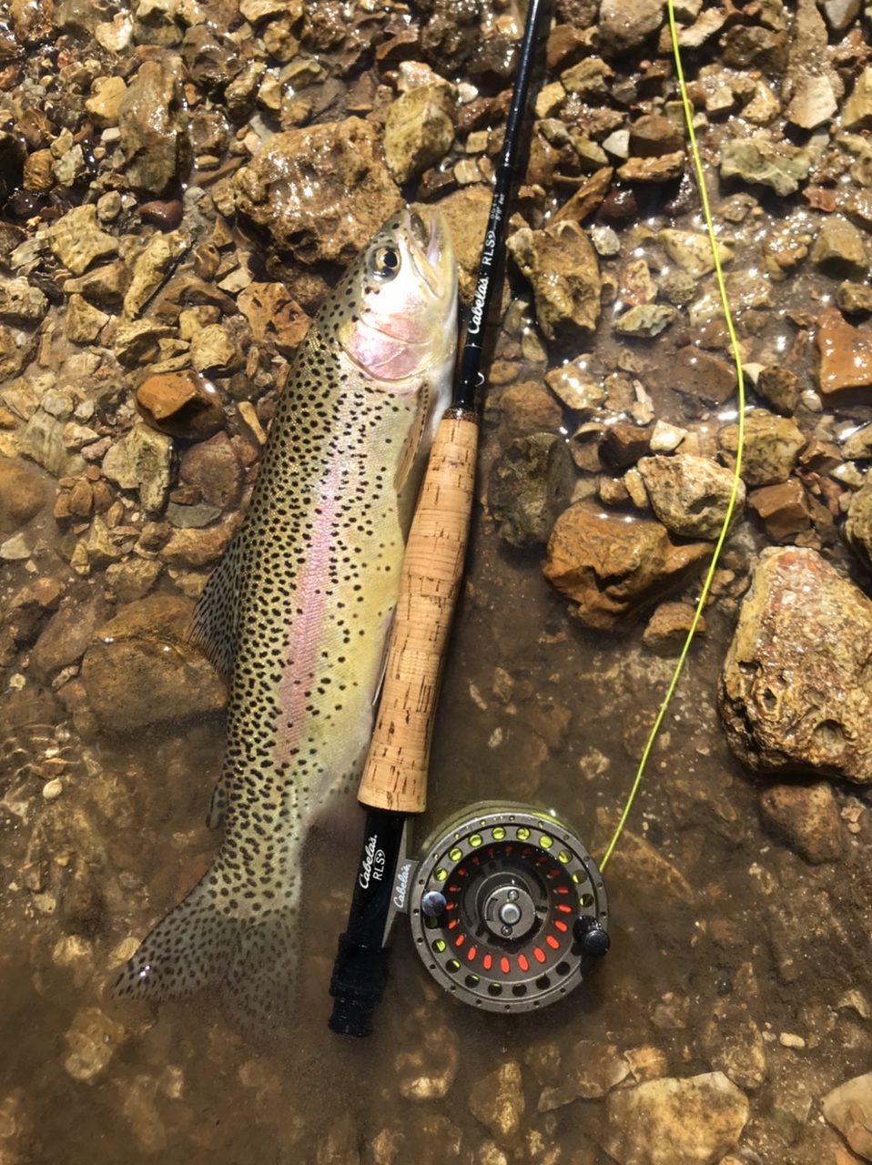 Wild rainbow trout caught from Missouri blue ribbon trout stream measured against a Cabela’s fly rod on the stream bank