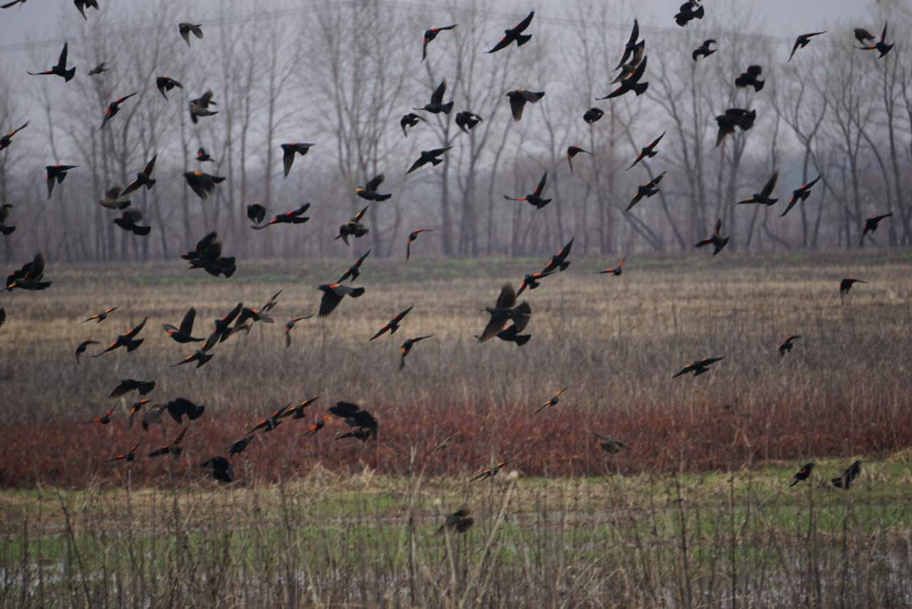 Flock of red-winged blackbirds in flight