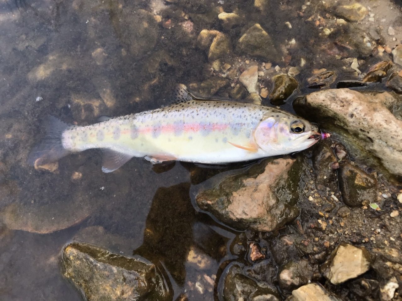 Missouri Blue Ribbon Trout Streams - MO-Outdoors