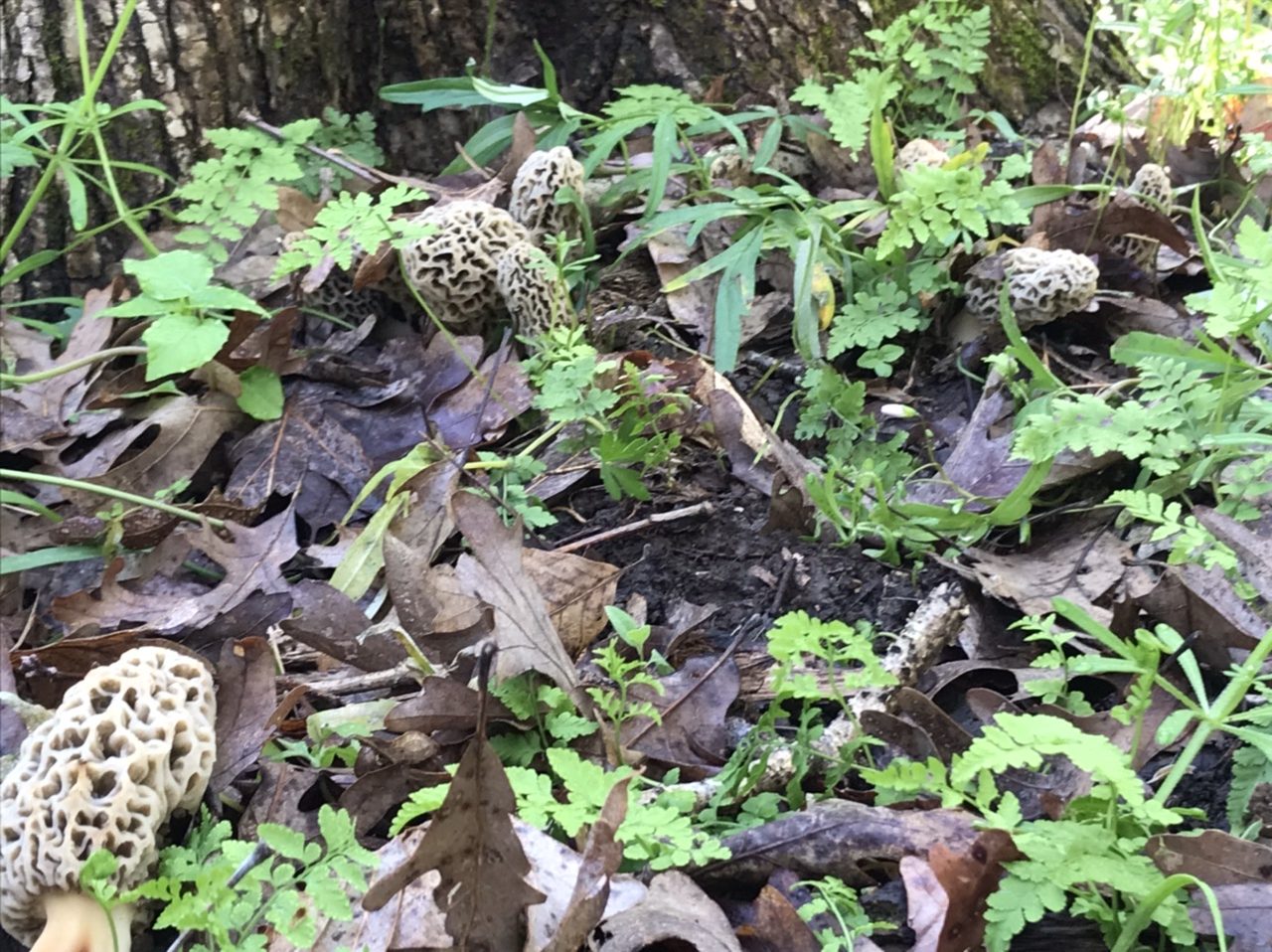 9 morels hidden among the leaf litter on a spring 2020 Missouri morel hunt