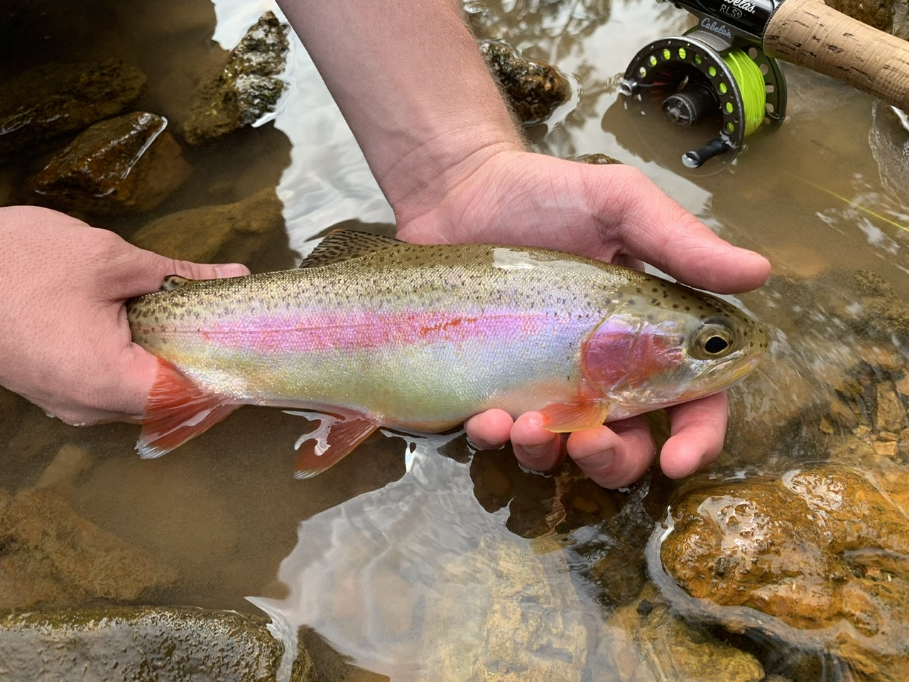 Spectacular rainbow trout caught in the Eleven Point River