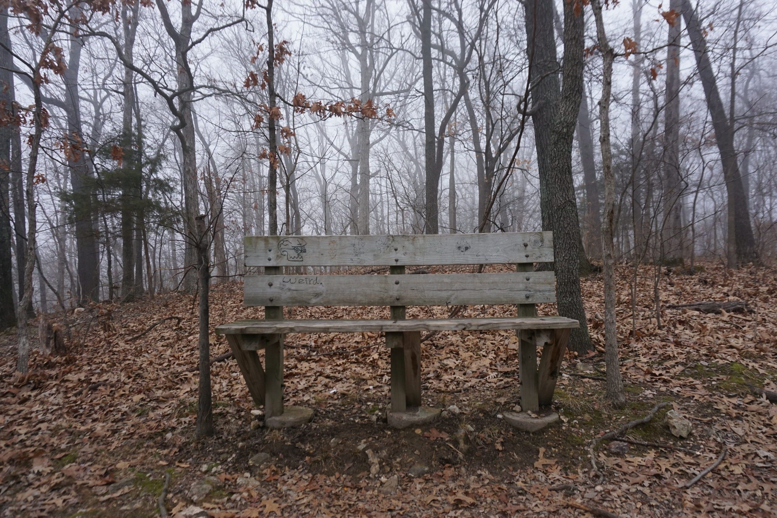 Wooden bench atop Cardiac Hill in the fog at Castlewood State Park